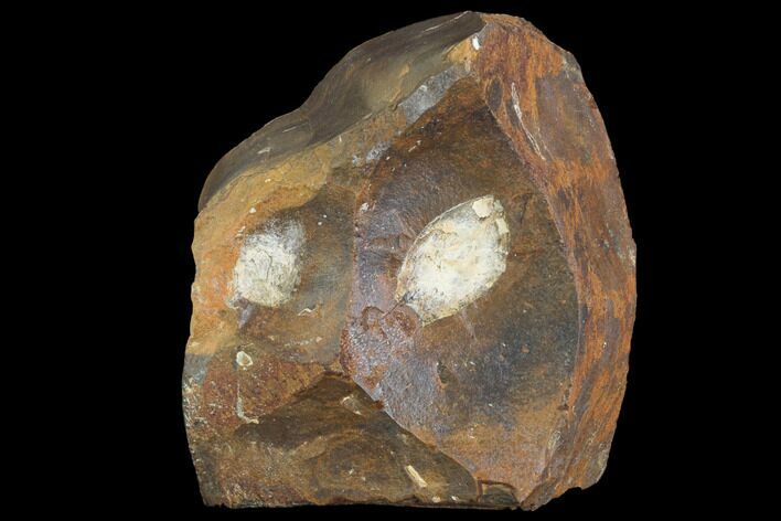 Unidentified Fossil Seeds From North Dakota - Paleocene #97929